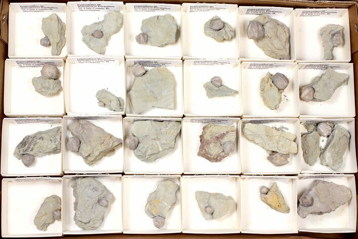 Lot: Blastoid Fossils On Shale From Illinois - Pieces #134133